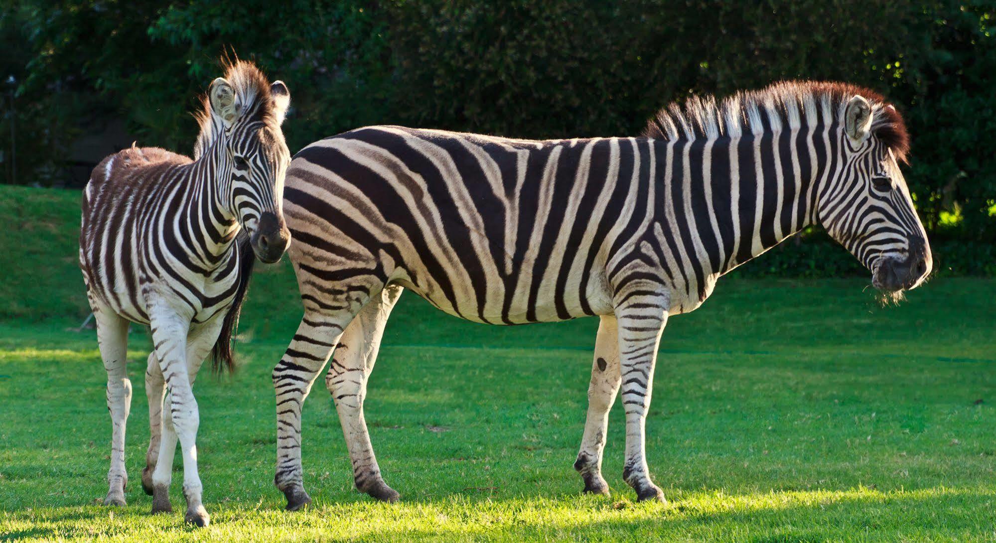 Zulu Nyala Country Manor Hotel Johannesburg Bagian luar foto